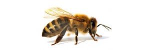 kastamonu da arı satış firması Deniz Arı Ve Arıcılık Ürünleri