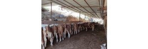izmir karabağlar adaklık koyun satışı Doğa Besi Çiftliği